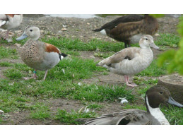 Blonde Ringed Teal